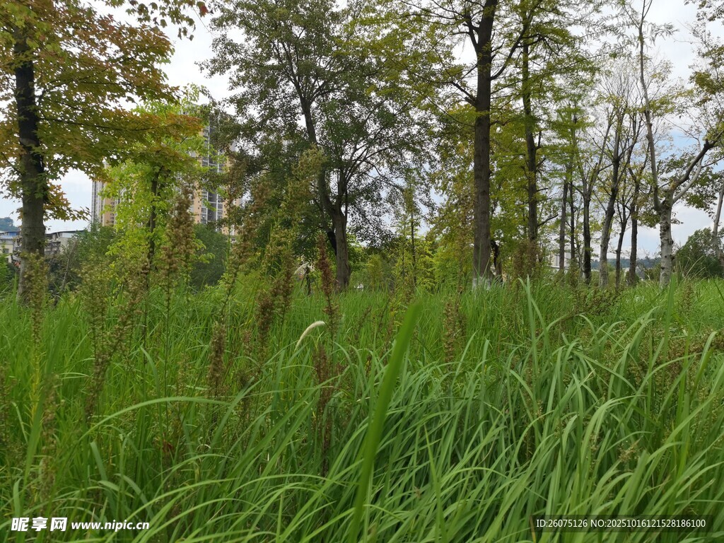 秋日林间茂盛草地