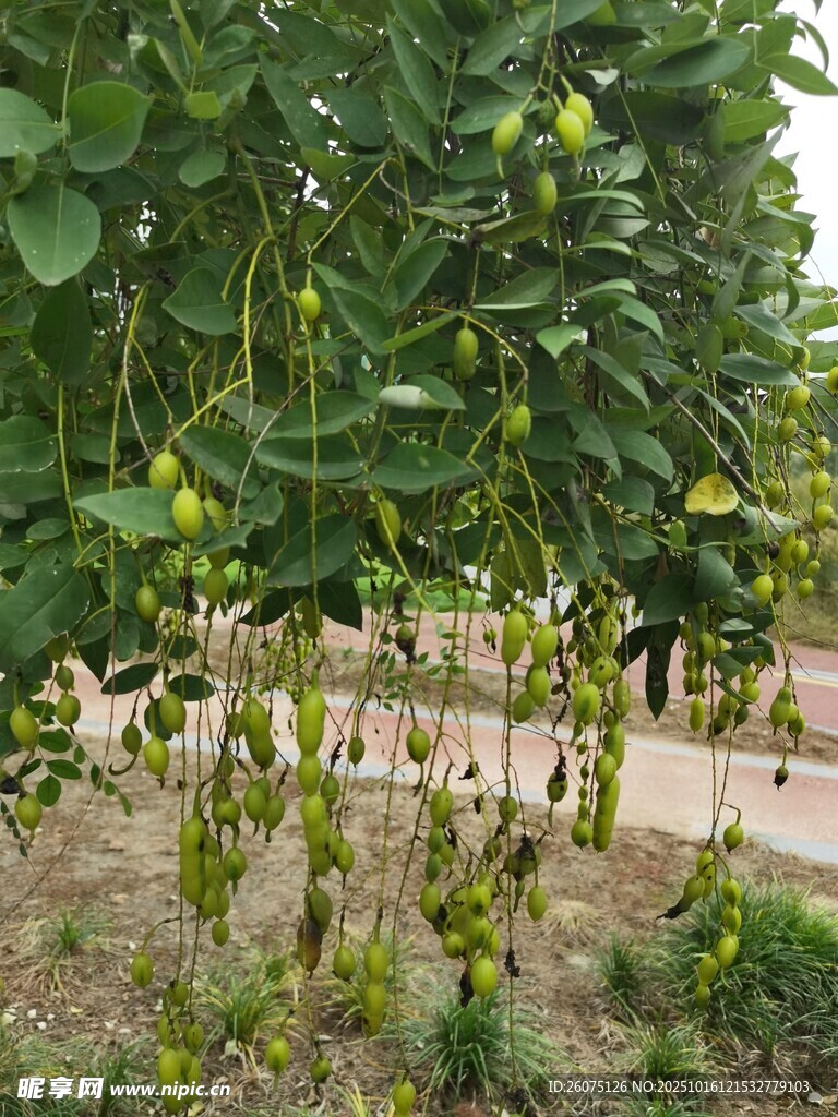 果园中的繁茂核桃树
