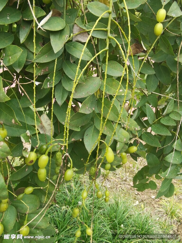 藤蔓上的青嫩果实
