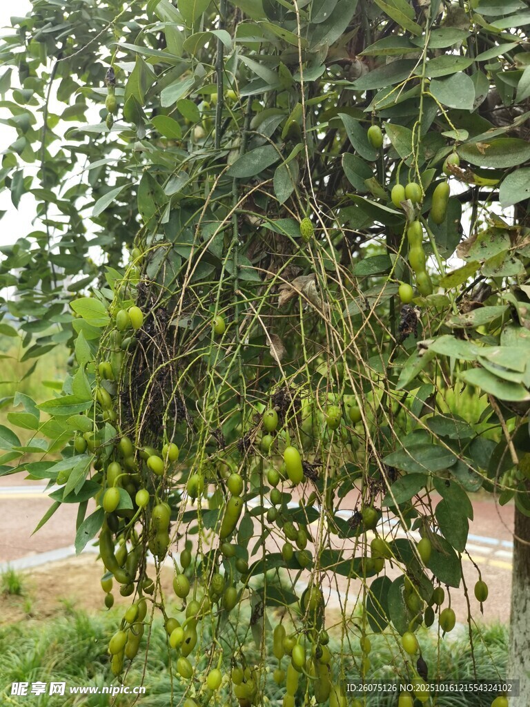 挂满果实的繁茂果树