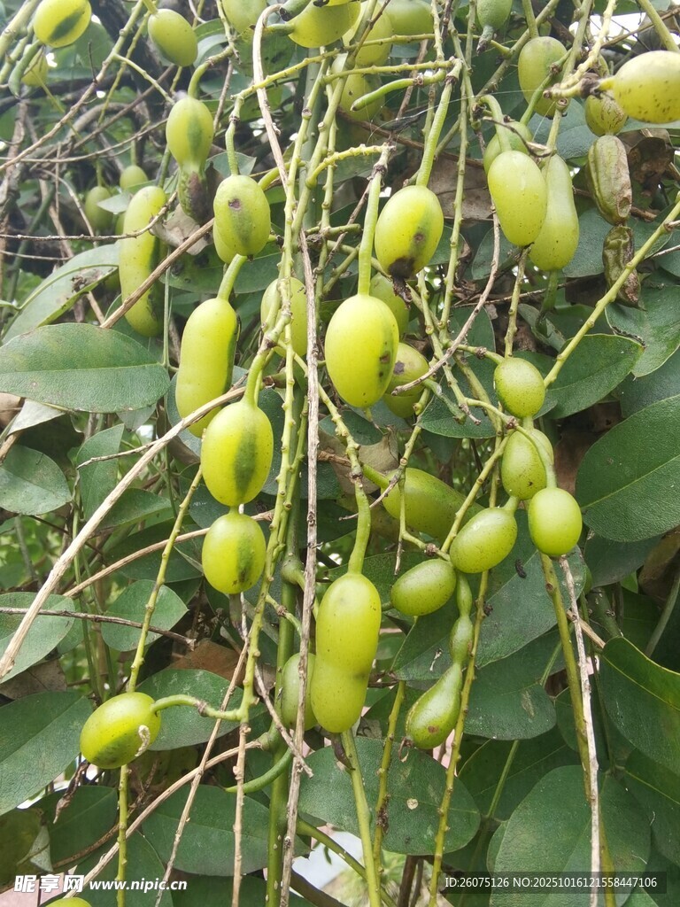 藤蔓上的青绿色椭圆果实