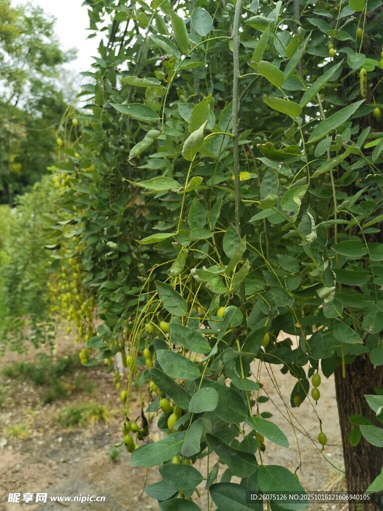 绿叶繁茂的树木景观