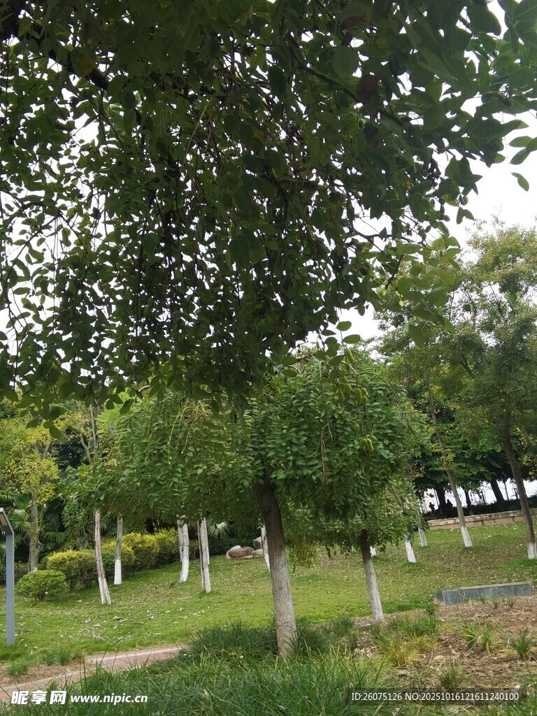 绿意盎然的公园树木景观