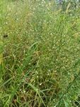 野外茂盛的绿色草地