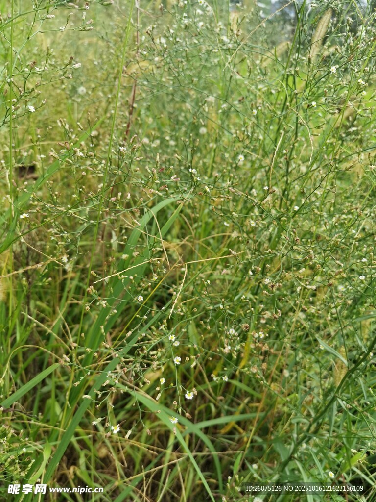 野外茂盛的绿色草地