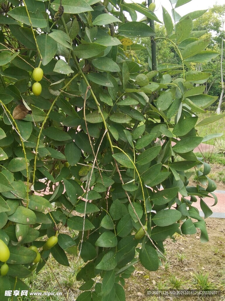 枝头青果与繁茂绿叶