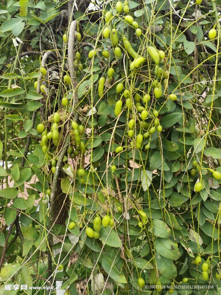 枝头繁茂的绿色植物