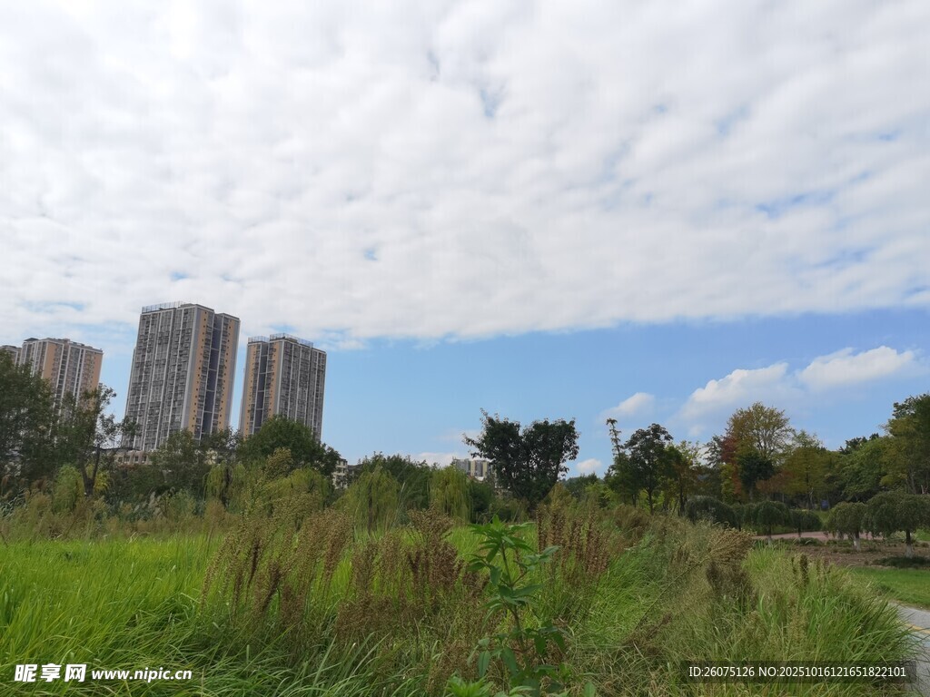 城市草地与远处高楼景观