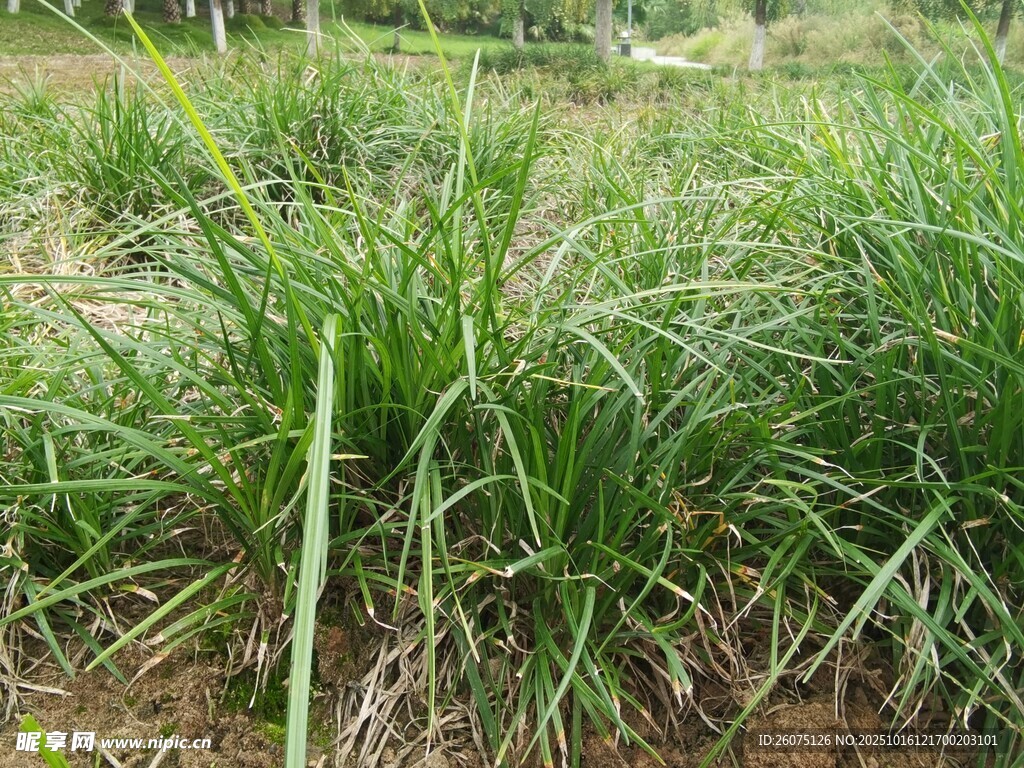 田野中的茂盛绿色草丛