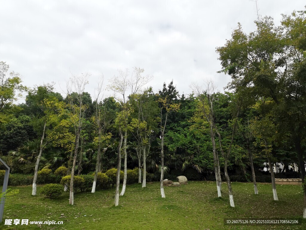 绿树成荫的开阔草地景观
