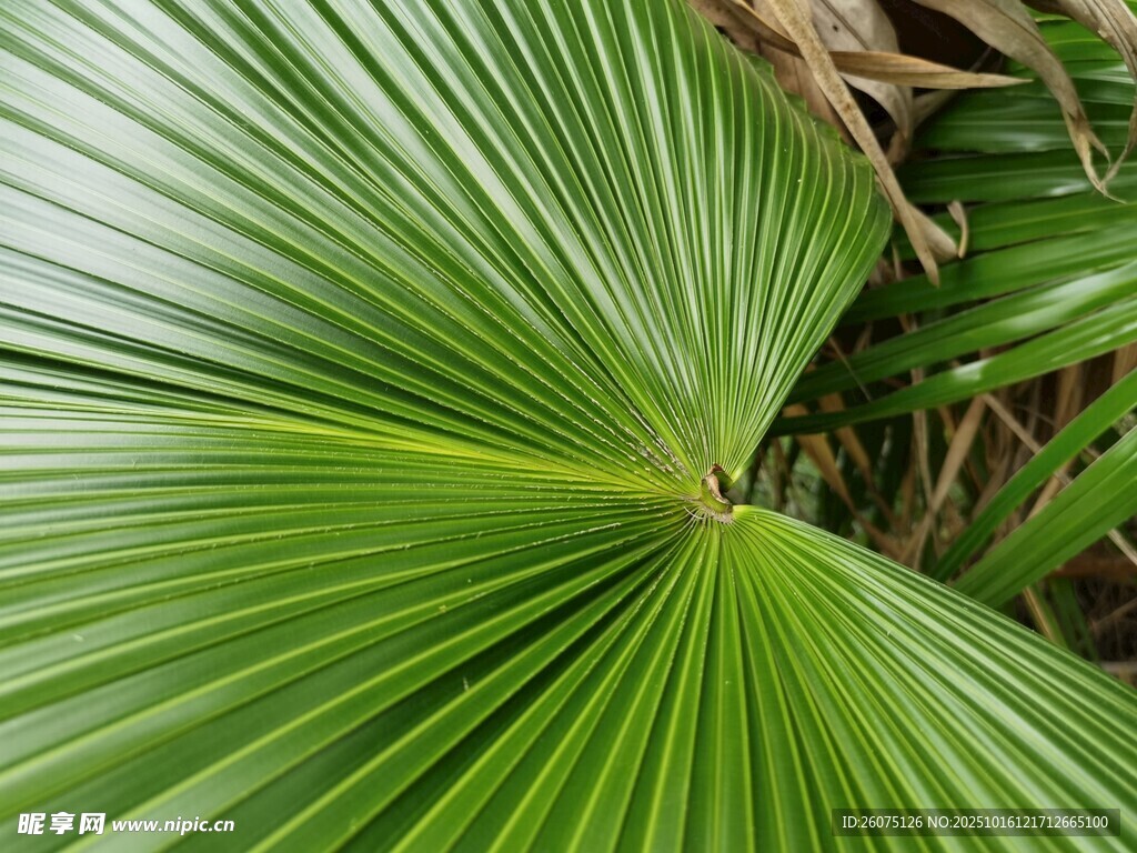翠绿扇形棕榈叶特写