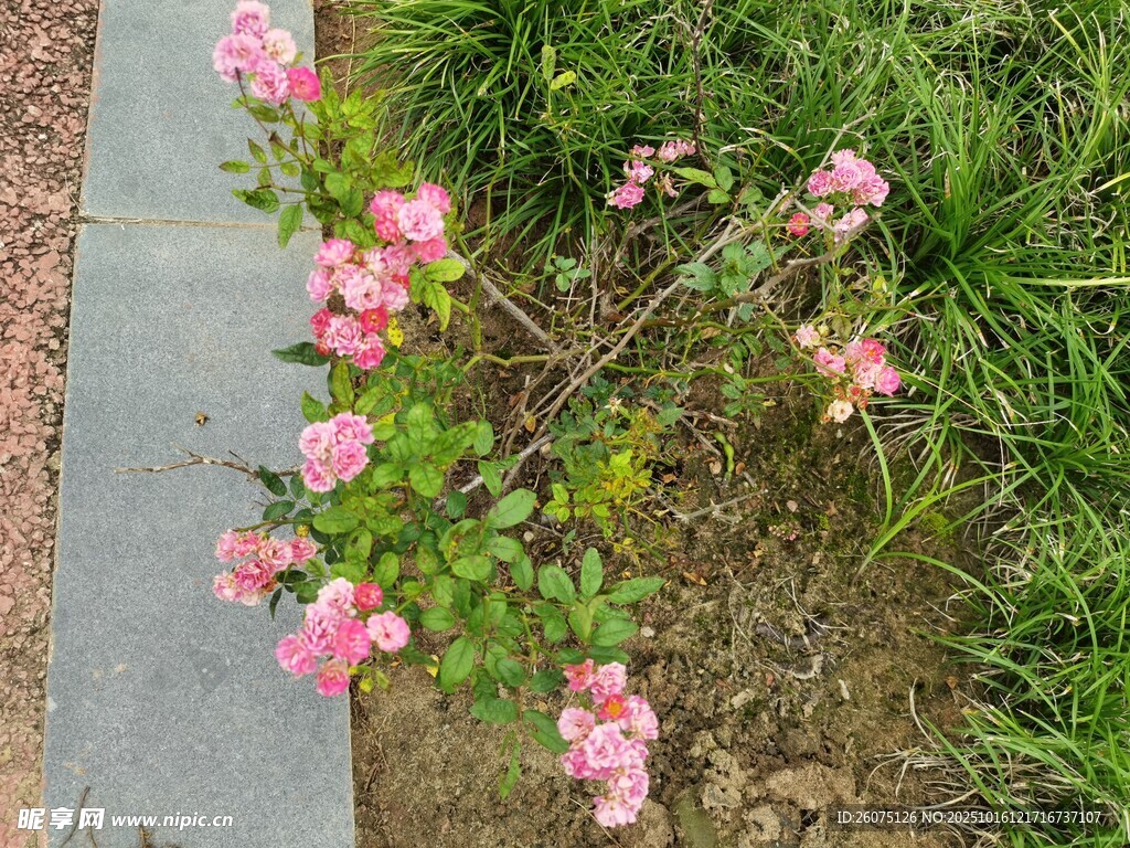 粉色小花绽放于草丛间
