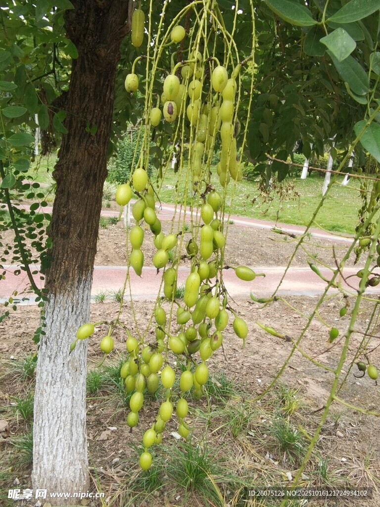 树上垂挂的青黄色果实