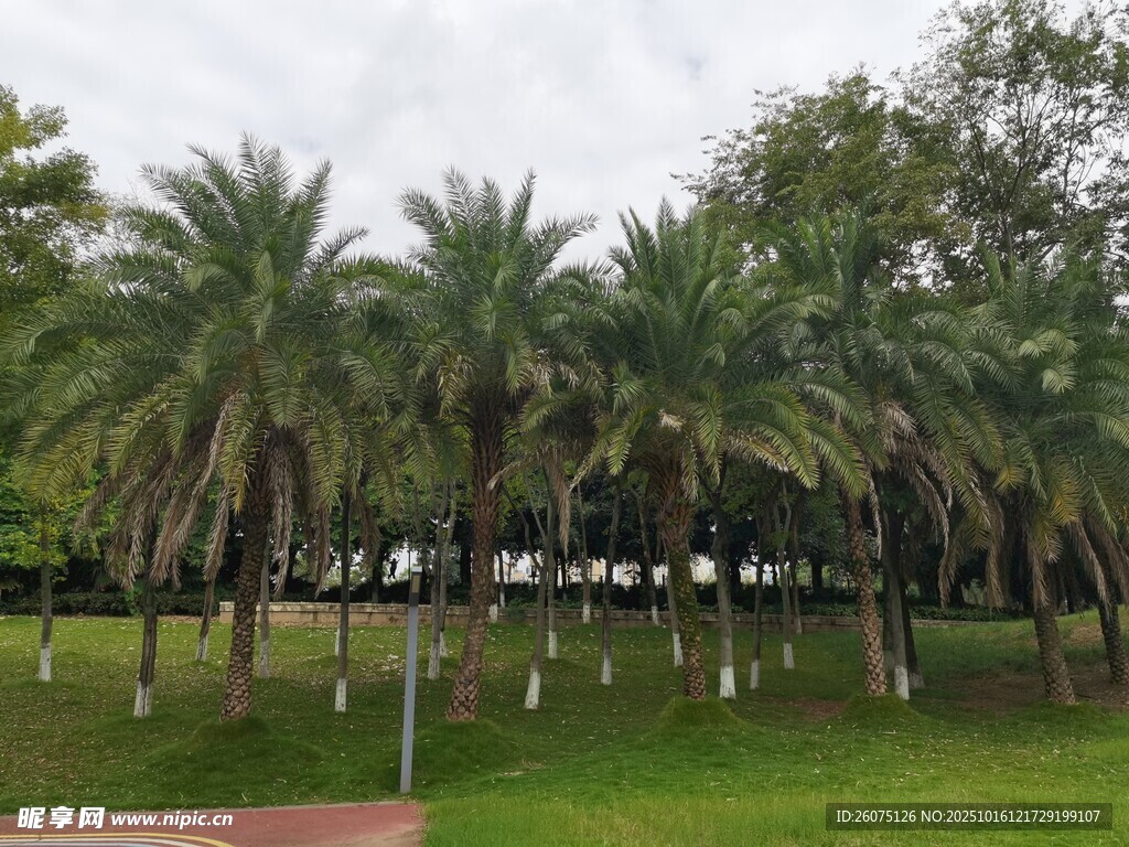 公园中的棕榈树景观