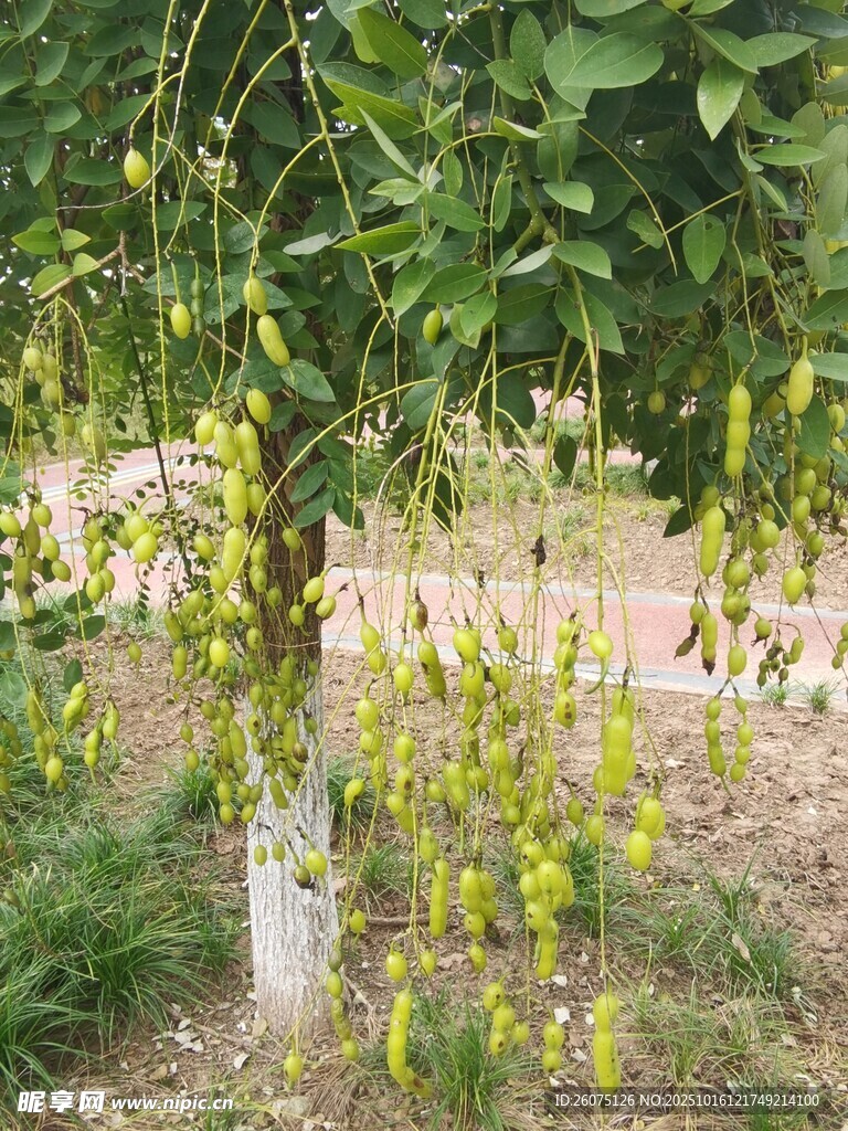 垂挂枝头的翠绿植物