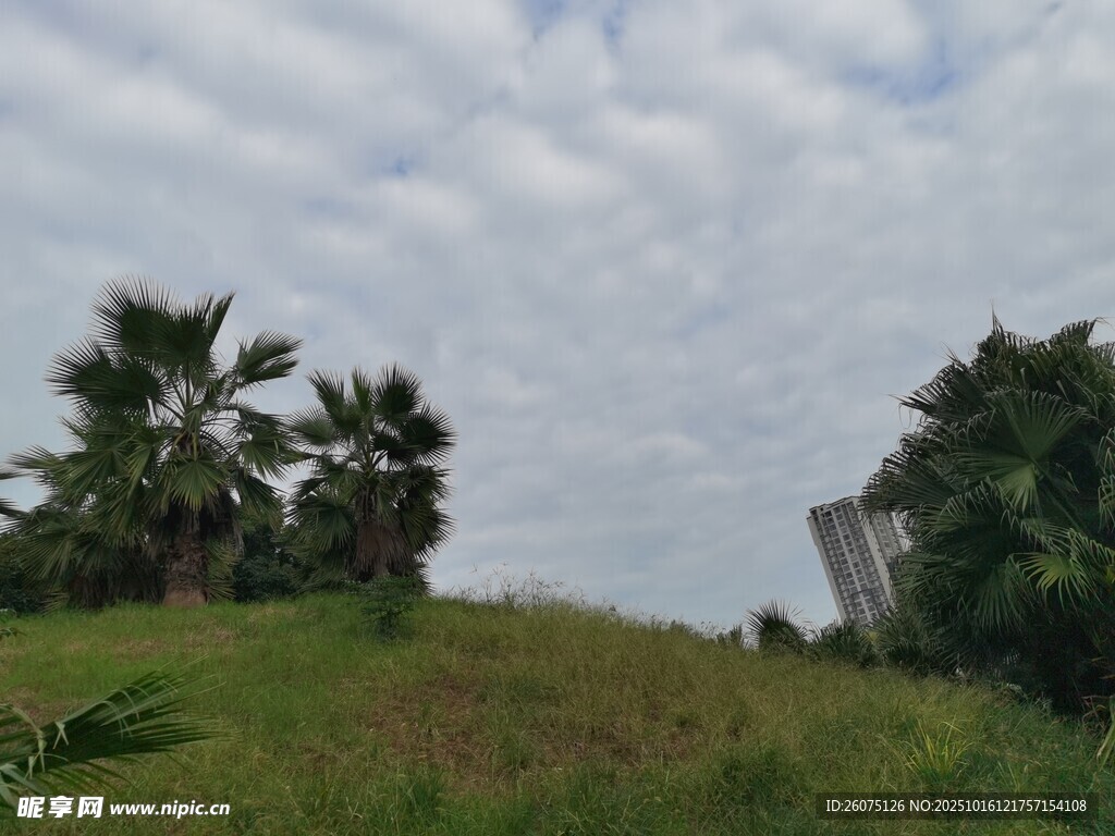 草地旁的绿树与天空