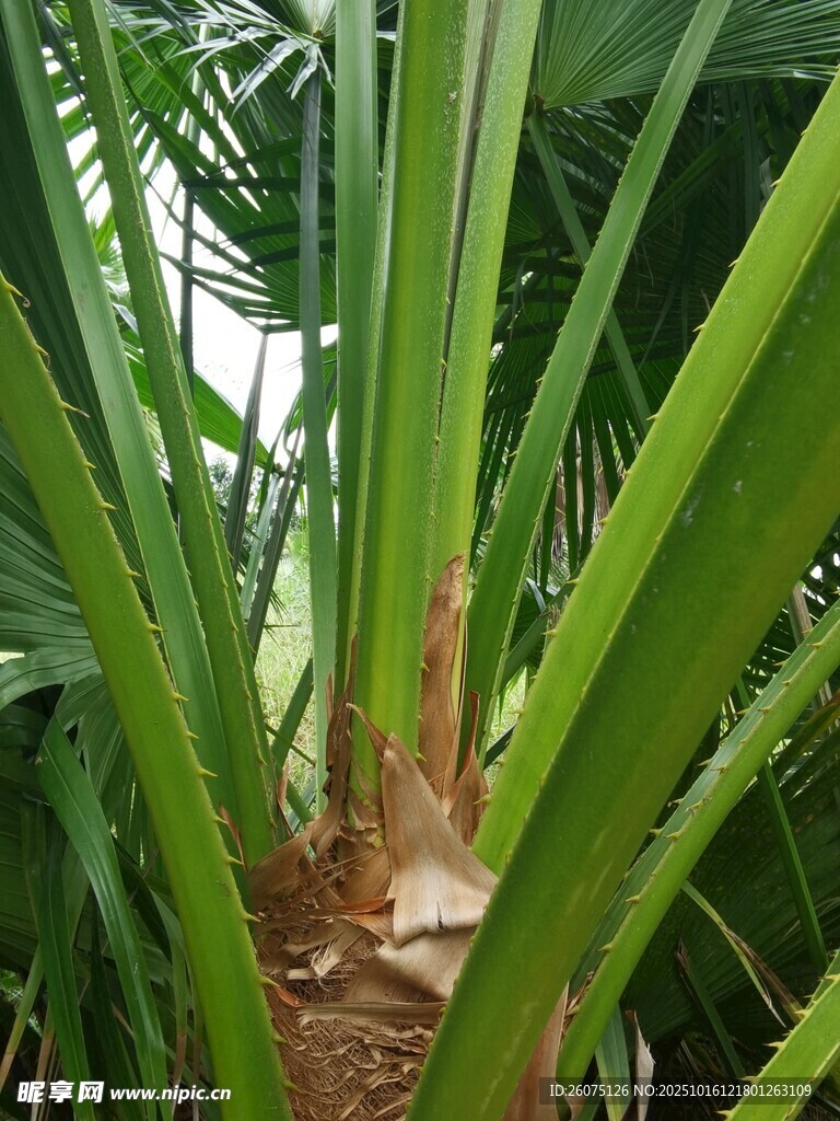 翠绿棕榈植物特写