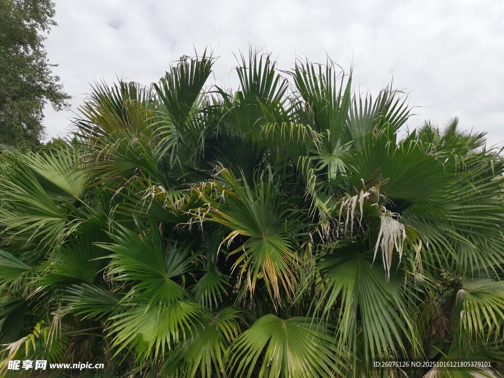 茂盛的棕榈植物景观