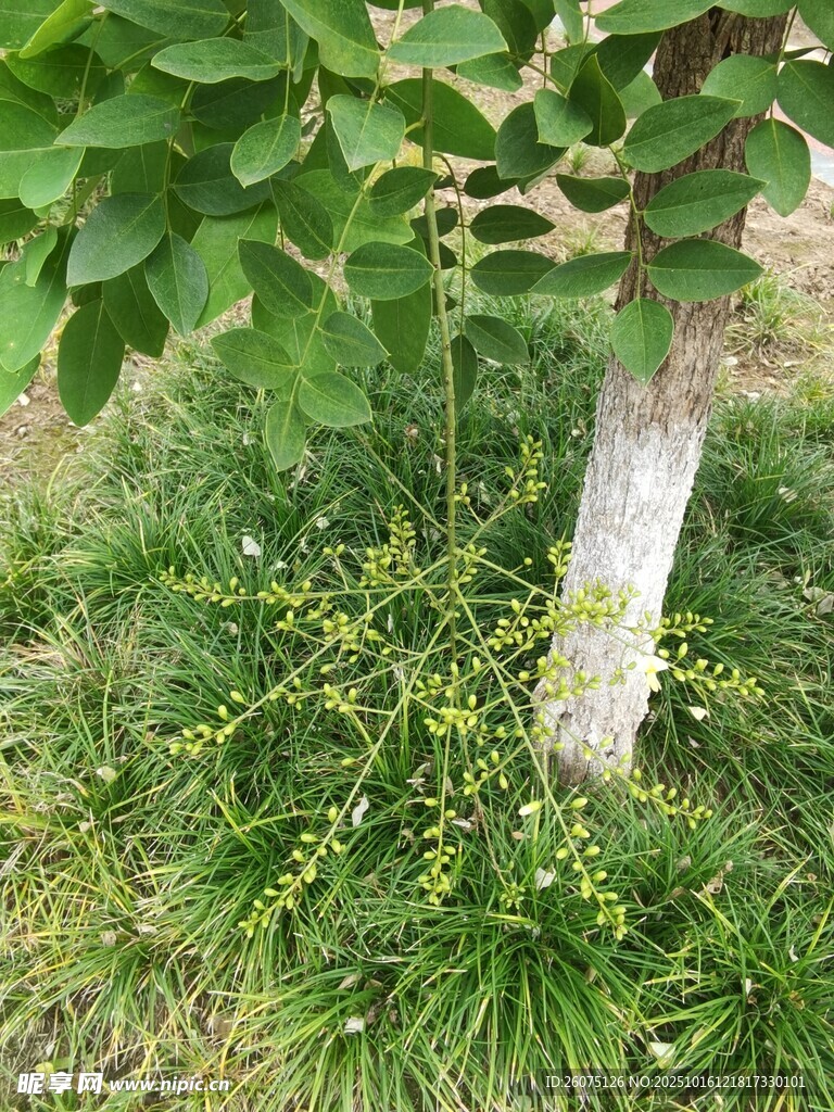 树下绿植绽放小黄花