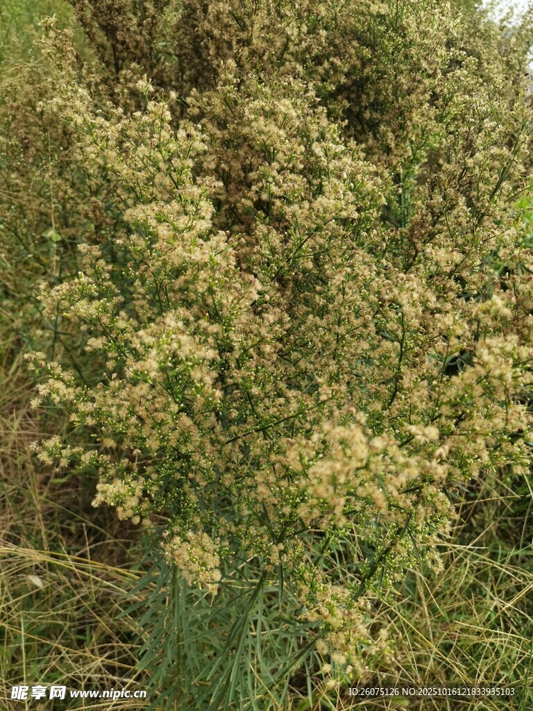 繁茂的黄色野花植物