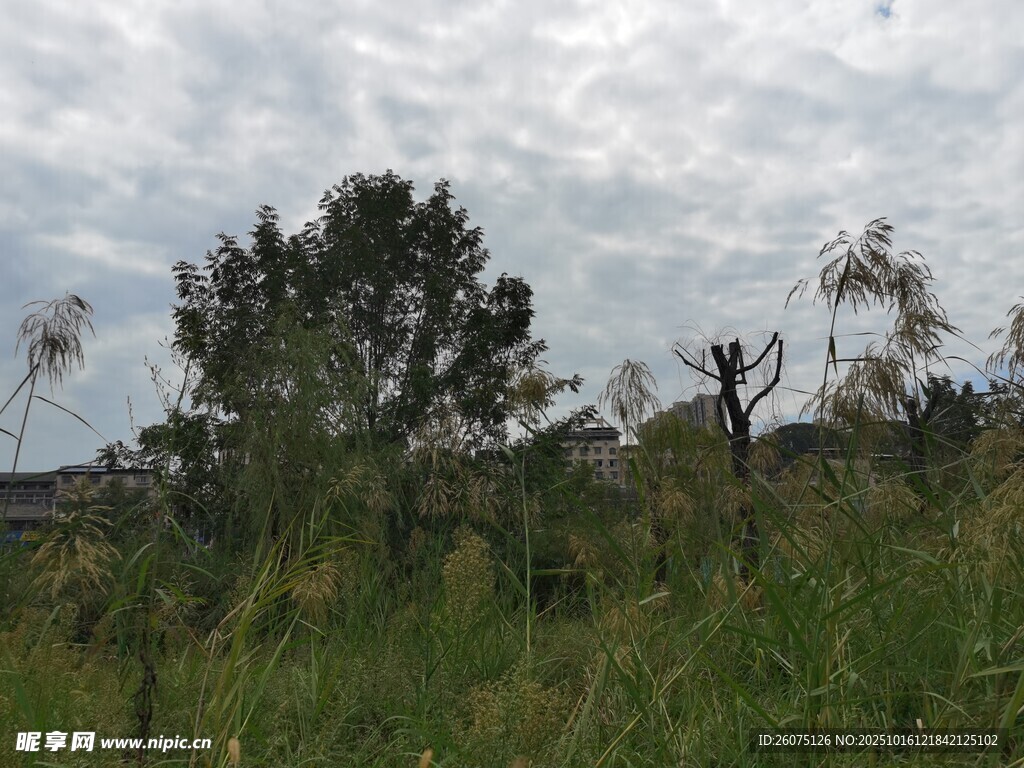 野外草地树木风景图