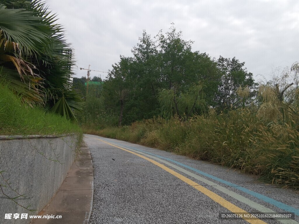 乡间公路旁的葱郁植被