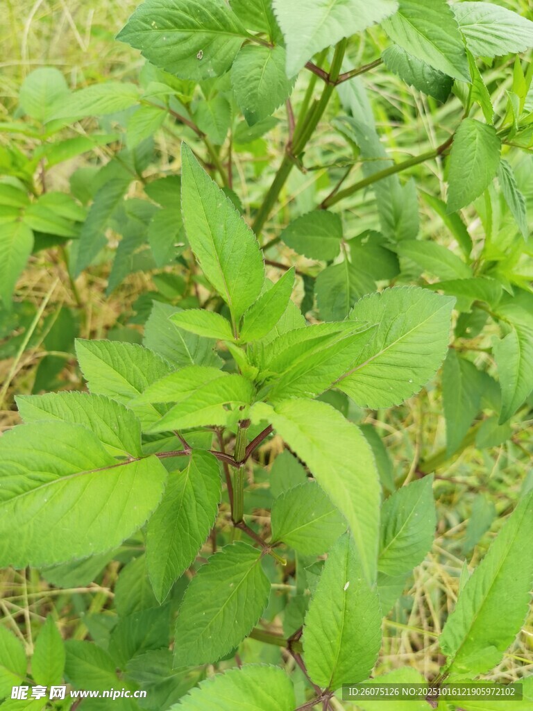 绿叶繁茂的绿色植物