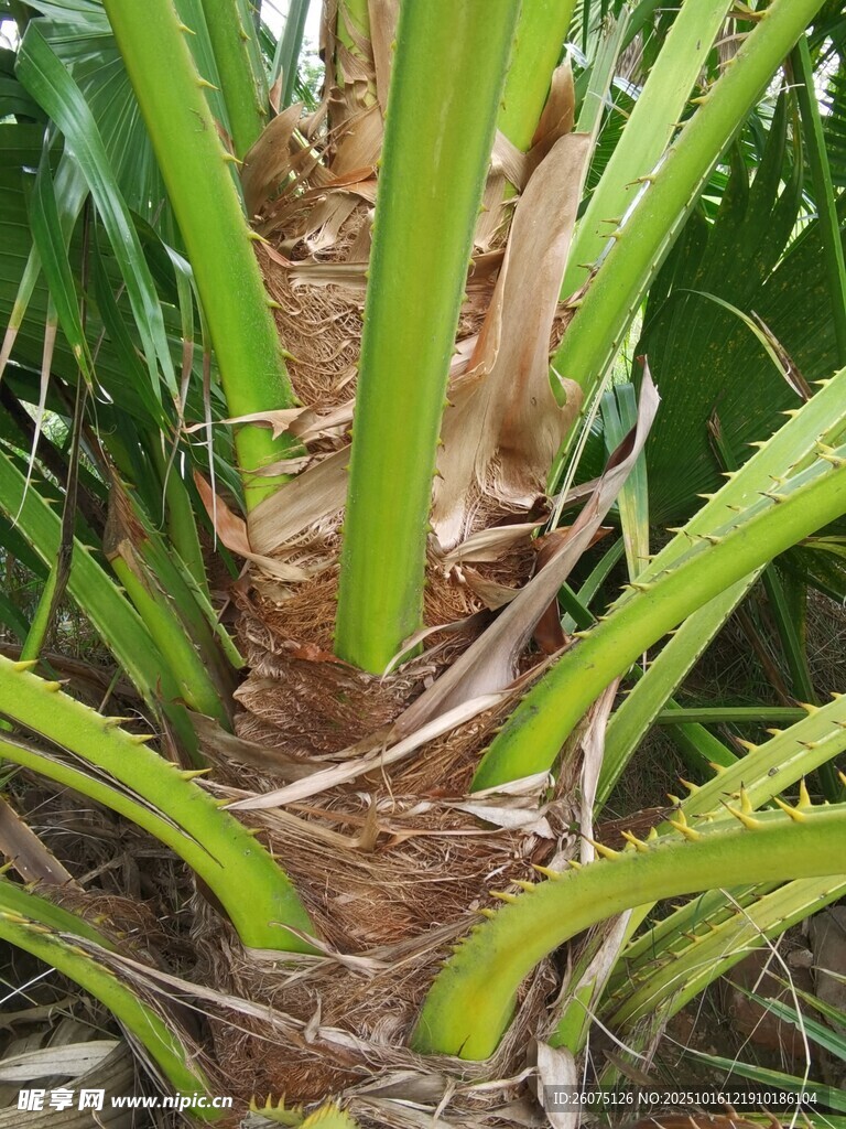 棕榈树树干特写