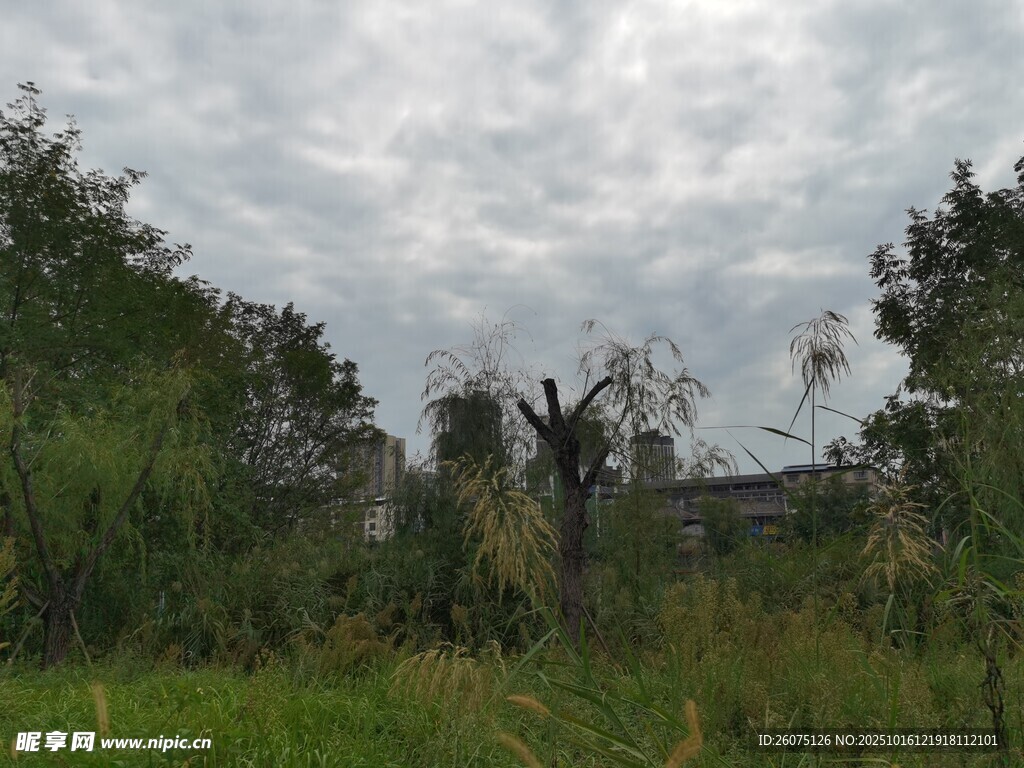 野外草地与阴沉天空景象