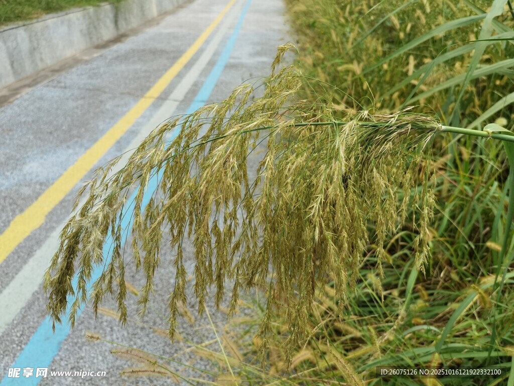 路边低垂的金黄稻穗