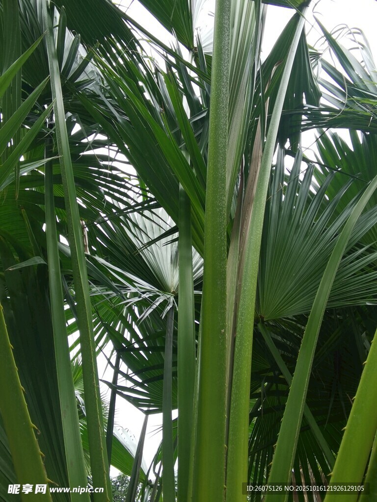 挺拔棕榈叶特写