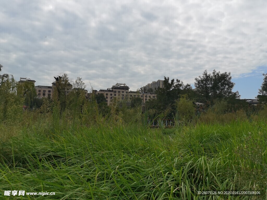 野外草地与远处建筑景观
