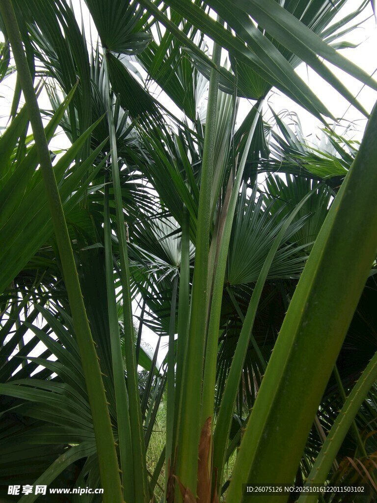 茂密热带植物叶片特写