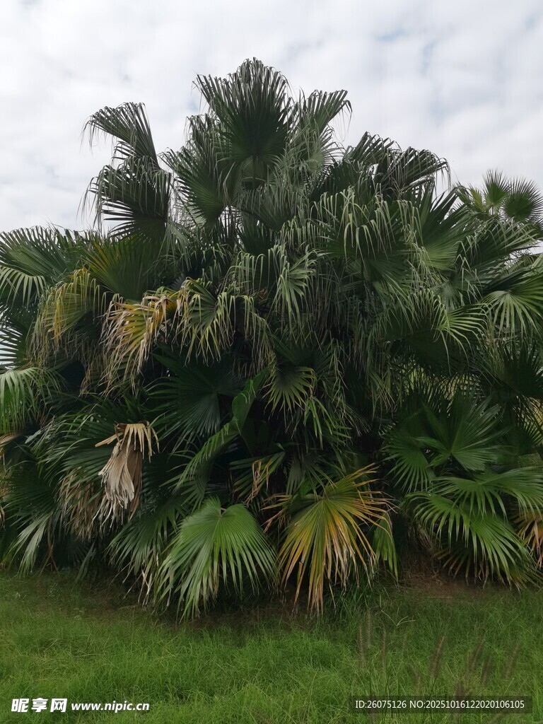 茂密棕榈树群于绿草地