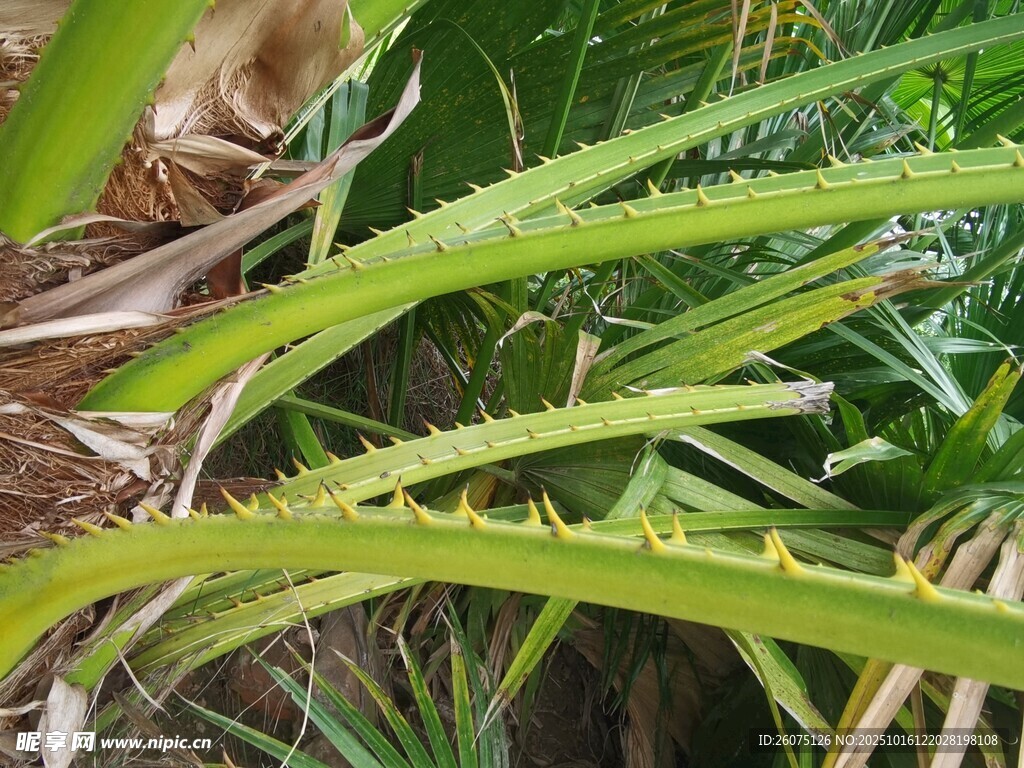 带刺的绿色植物叶片