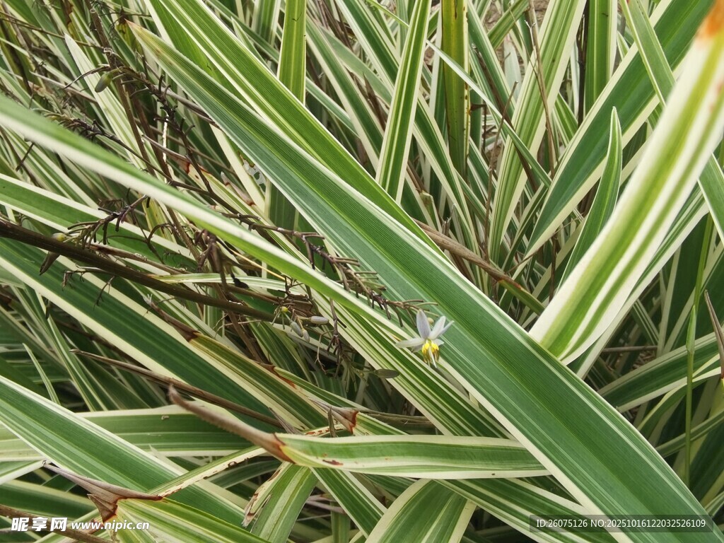 条纹绿叶植物特写