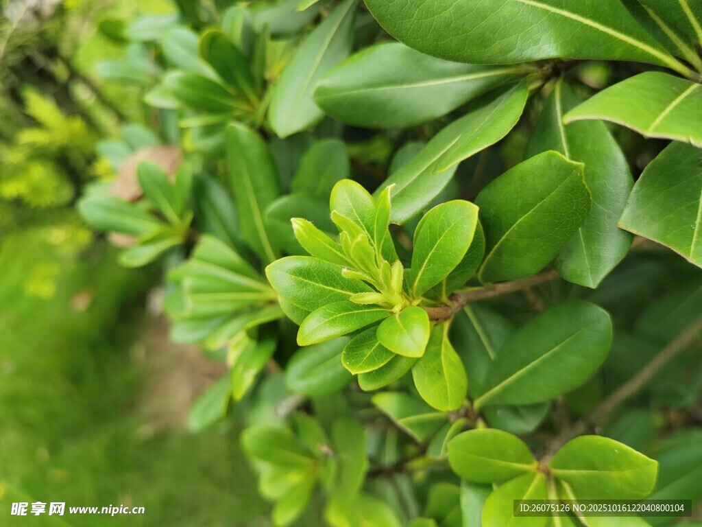 翠绿繁茂的绿叶植物