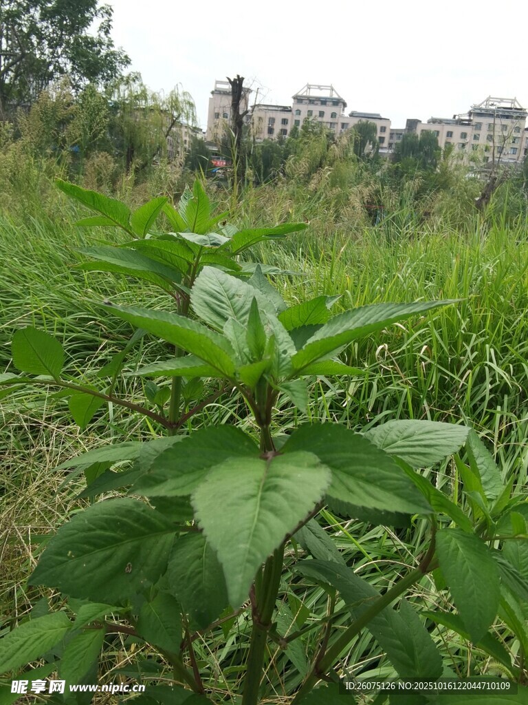 田野中的绿色植物