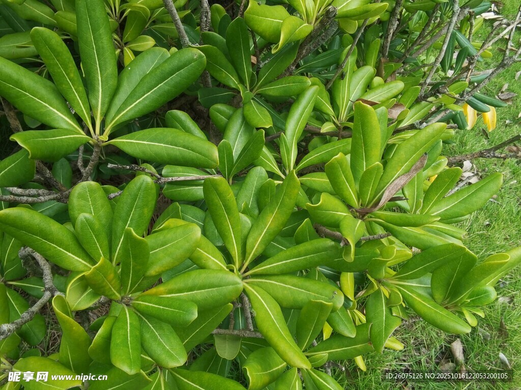 翠绿繁茂的多瓣绿叶植物