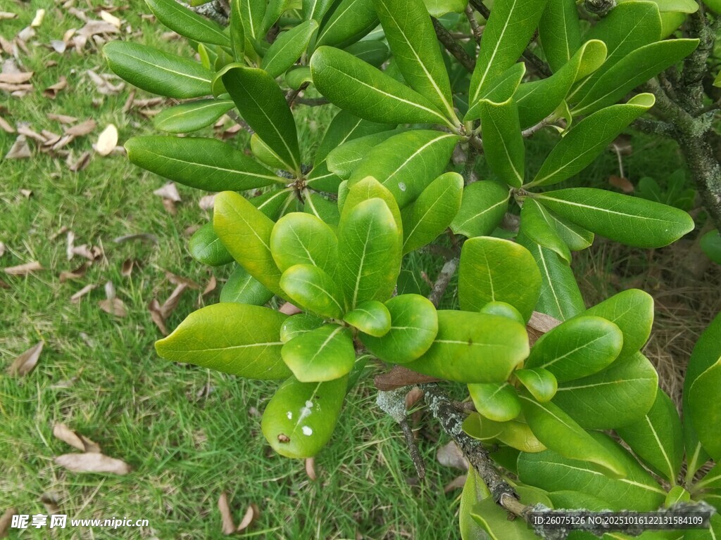 翠绿叶片的清新植物