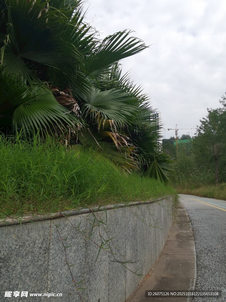 路边绿植景观