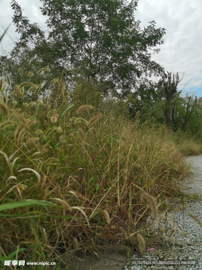 湿地芦苇景观