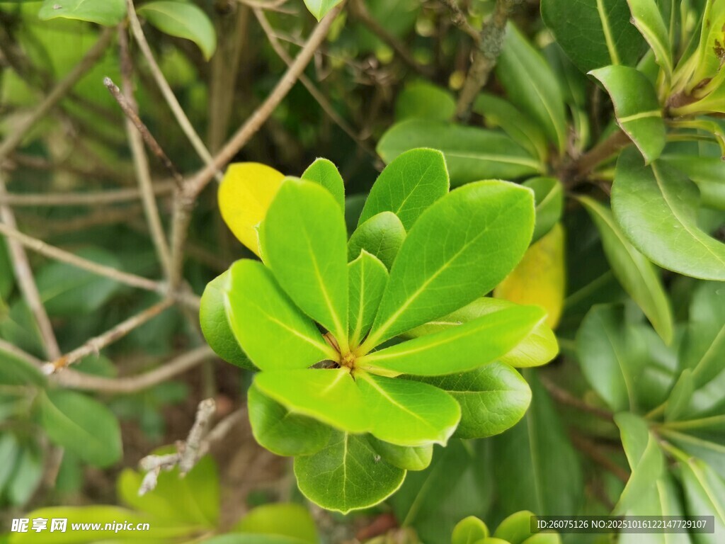 翠绿海桐枝叶特写