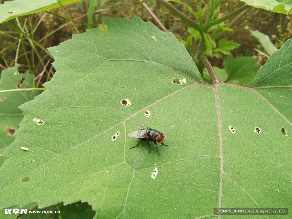 绿叶上的甲虫