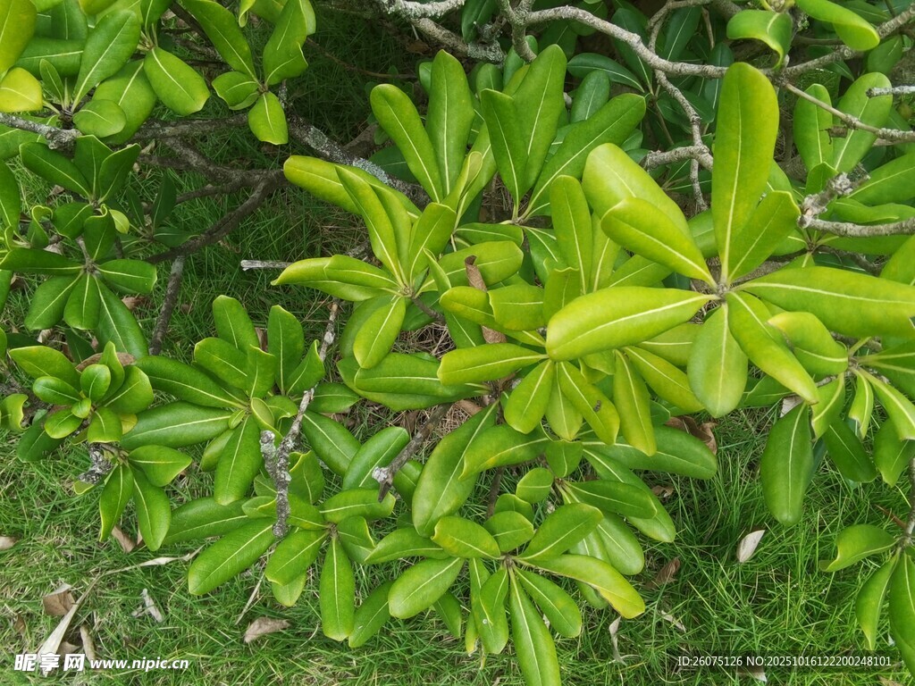 嫩绿叶片点缀繁茂枝叶