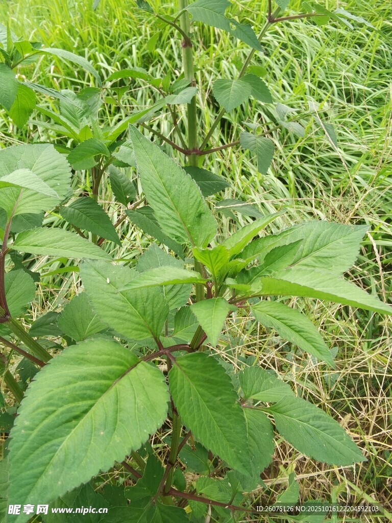 田间绿色植物特写