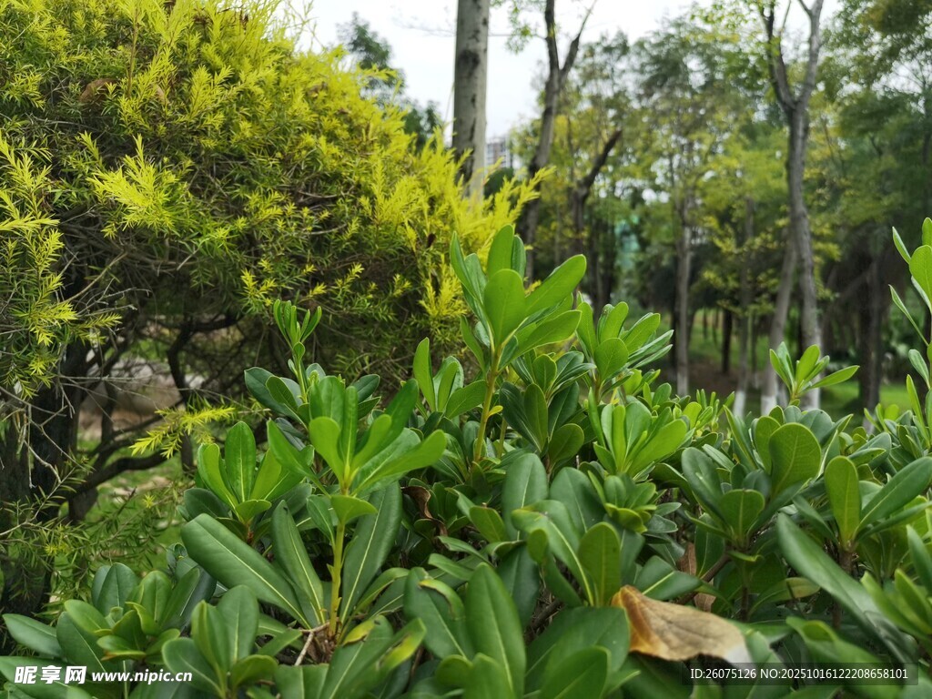 绿意盎然的植物景观
