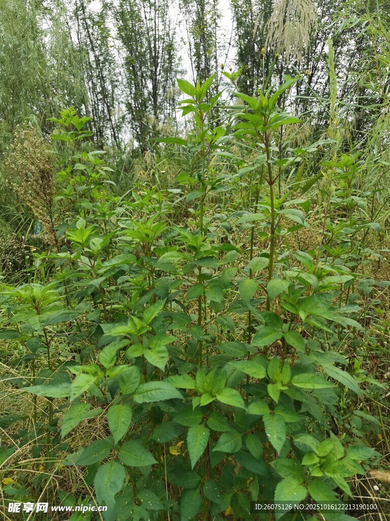 野外繁茂绿植景象