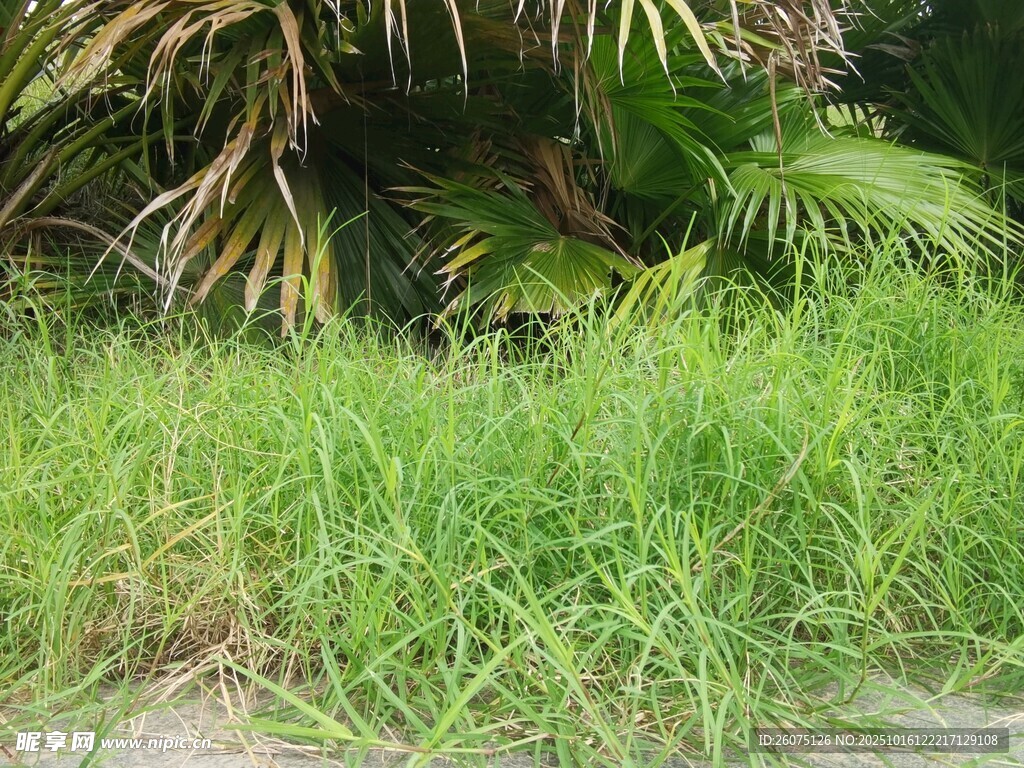 草地中的棕榈植物景观