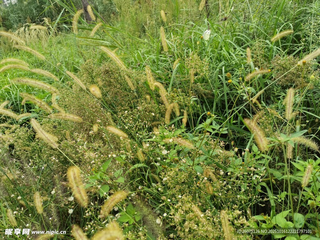 田野中的茂密绿色植物